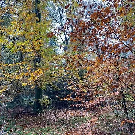 Hundefreundliches Ferienhaus Am Wingster Wald Dog-Friendly Holiday Home