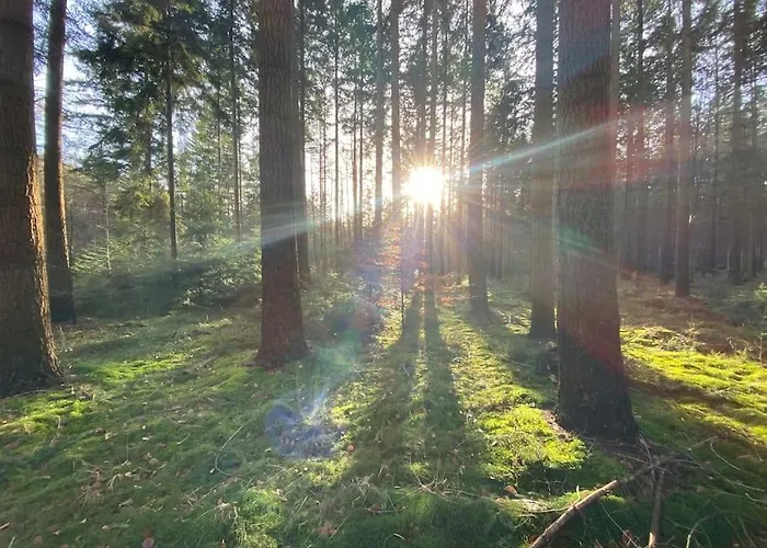 Urlaub Mit Hund Im Am Wingster Wald Wingst