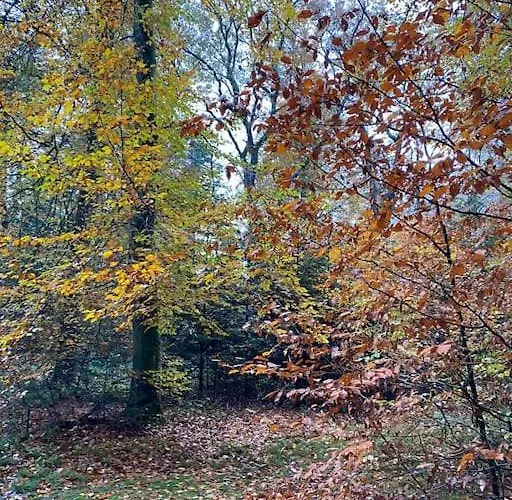 Urlaub Mit Hund Im Am Wingster Wald